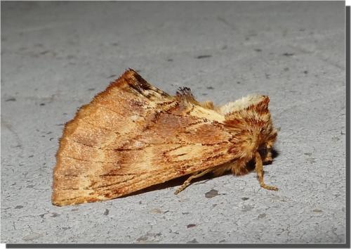 Ptilodon capucina